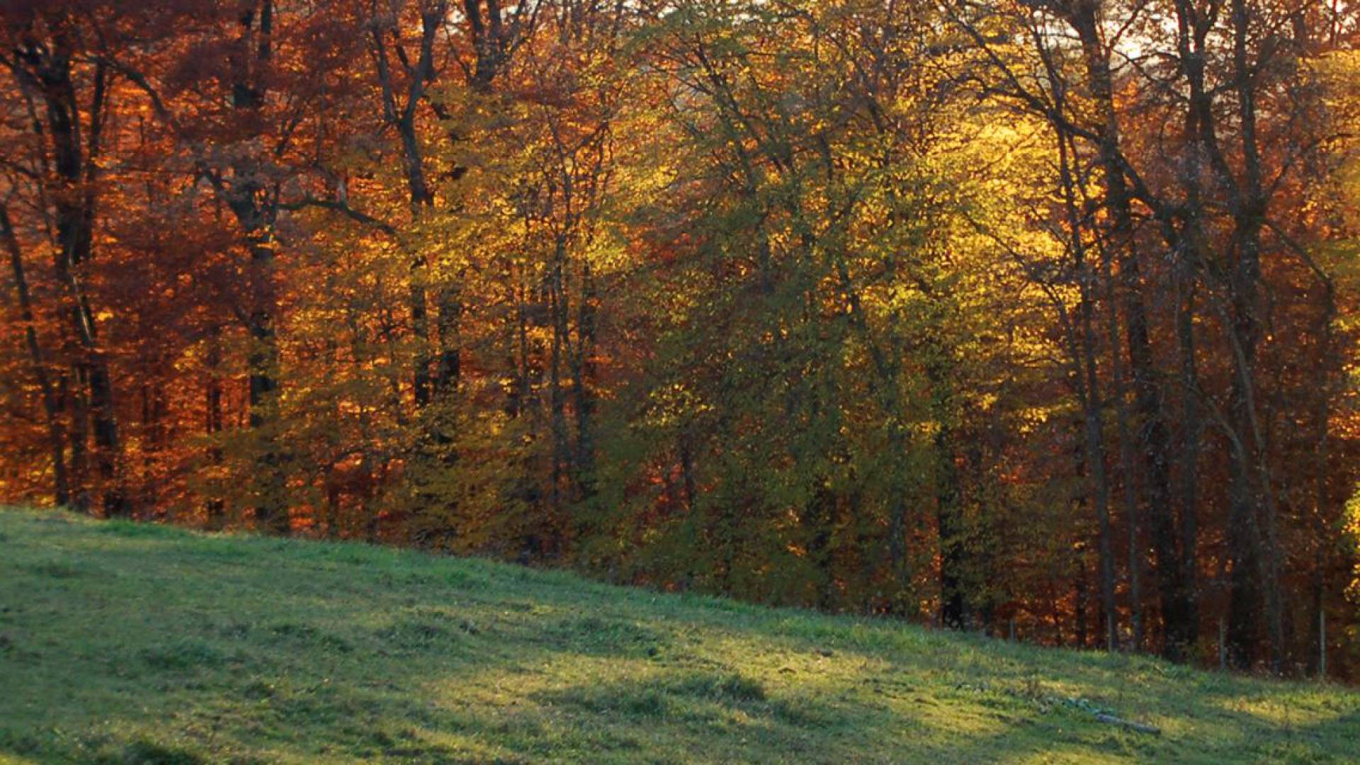 Wald und Wiese